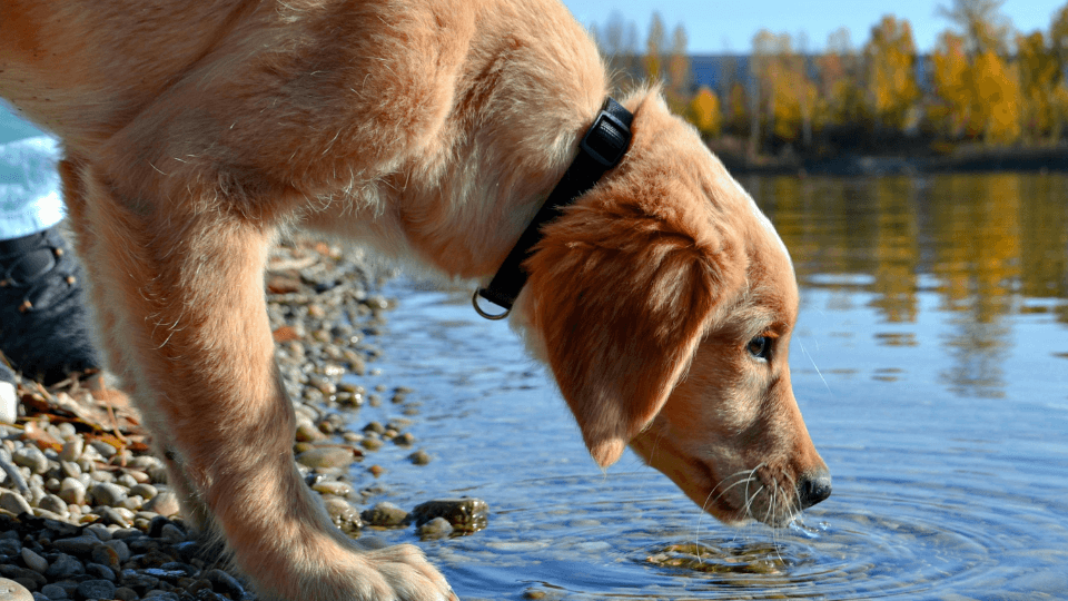 Dog drinking water from a lake, highlighting the importance of safe hydration for pets, relevant to filtered water solutions.